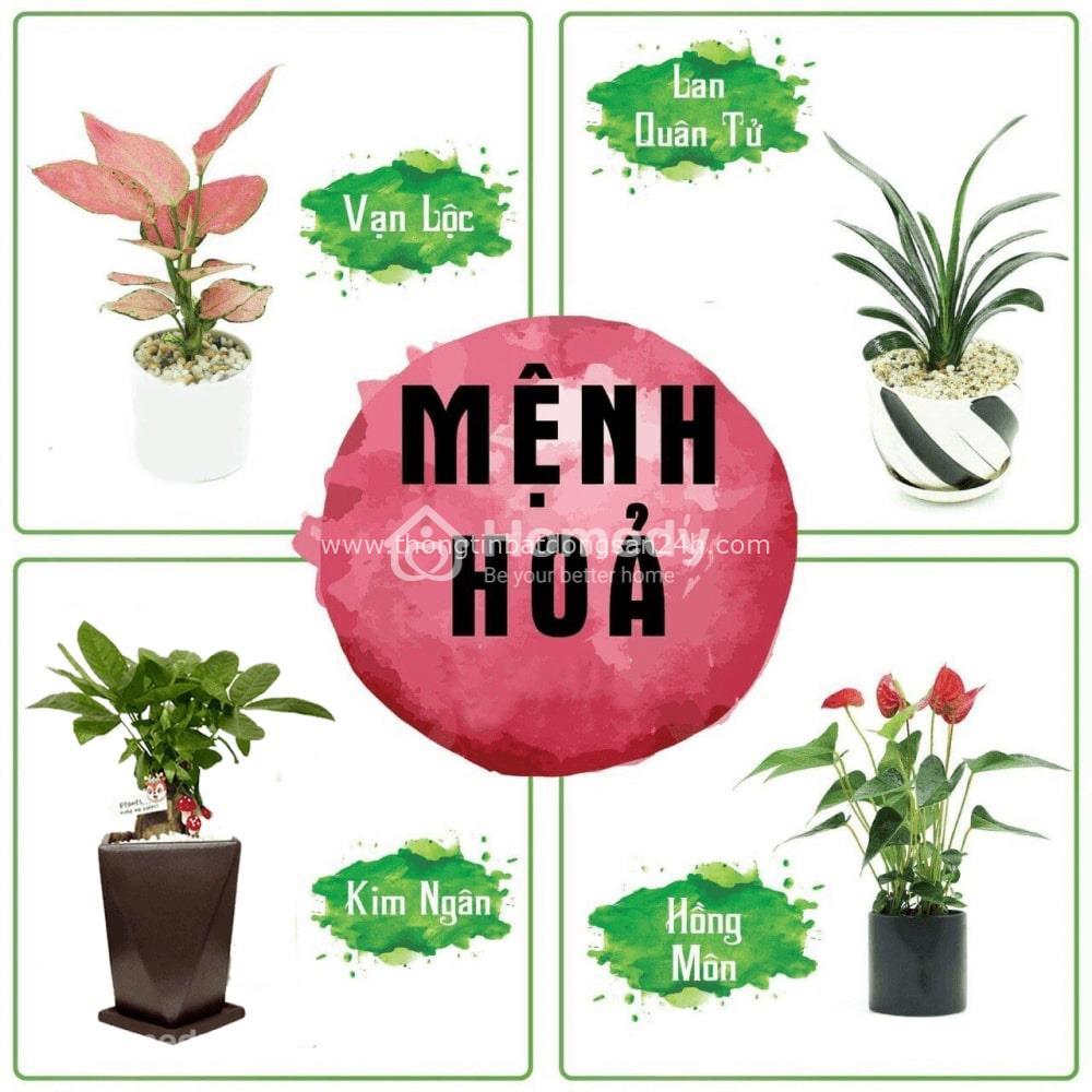 Mệnh Hỏa trồng cây gì để gia an, vượng vận và phát tài 5