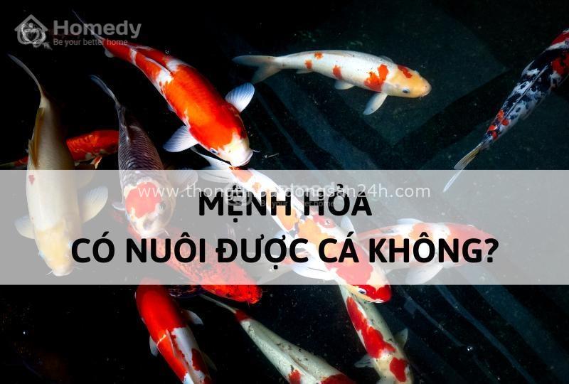 Mệnh Hỏa nuôi cá được không? Tất tần tật những điều bạn cần biết A-Z 1