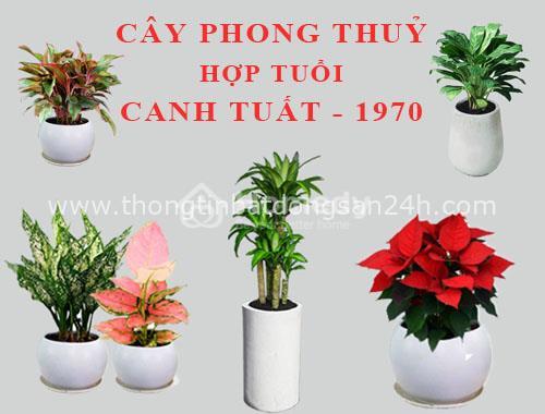 Tuổi Canh Tuất trồng cây gì trong nhà sao cho hợp phong thủy và tài lộc? 98